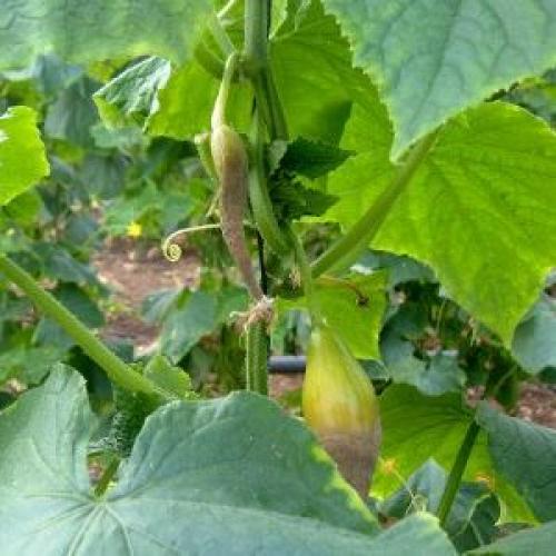 Почему огурцы гниют в теплице. Причины загнивания тепличных огурцов