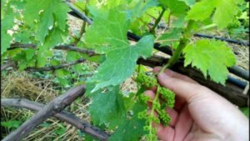 Как правильно сформировать куст винограда и срезать пасынки. Удаление пасынков у винограда- как выполнить процедуру