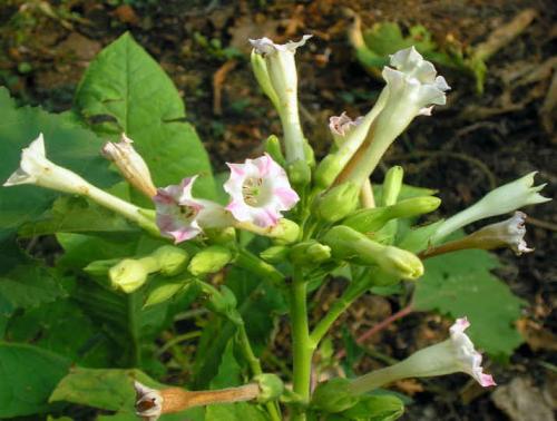 Уход за табаком в открытом грунте. Как правильно выращивать табак, пошаговая инструкция