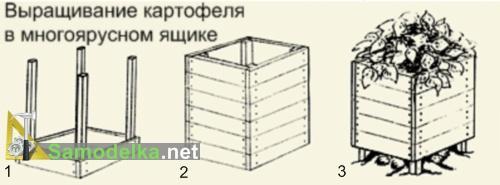 Выращивание картошки в ящиках. Картофель в ящике - как вырастить мешок картошки на квадратном метре