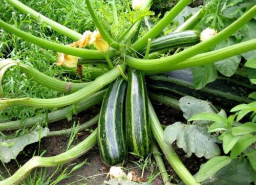 Отчего кабачки бывают горькими. Почему кабачки горькие: причины