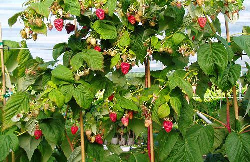 Ремонтантная малина посадка и уход осенью. Осенняя посадка ремонтантной малины 07