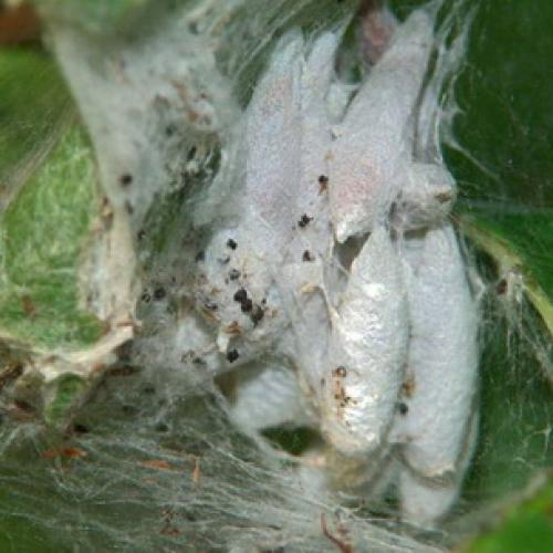 Чем обработать груши осенью от болезней и вредителей. Ржавчина 11 Чем обработать груши осенью от болезней и вредителей. Ржавчина 11