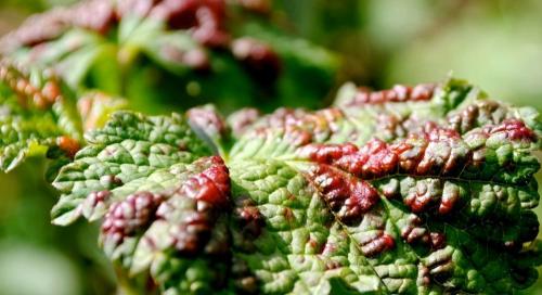 Пузырятся листья на смородине. Почему на листьях смородины появились красные пузырьки и что с этим делать