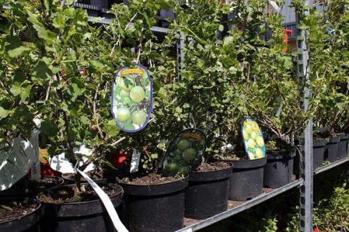 Посадка крыжовника с закрытой корневой системой. Выбор и подготовка саженца к посадке