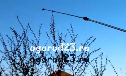 Чем обработать яблони и груши от парши. Парша на яблонях – чем лечить?