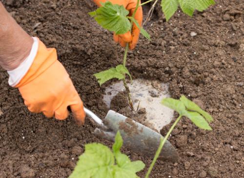 Размножение малины крапивкой. Размножение малины зелеными черенками. Фото.