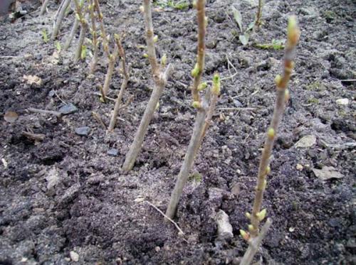 Как рассадить старый куст черной смородины. Основные способы размножения