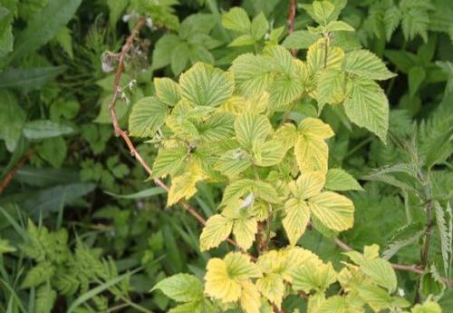 На малина желтеют листья, что делать. Почему листья малины начинают желтеть летом