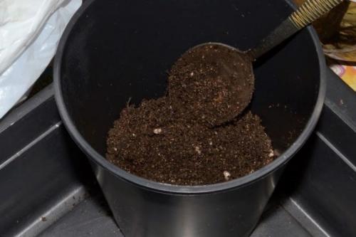 Грунт для черенков винограда. Почва для укоренённых черенков винограда