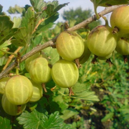 Где посадить крыжовник на участке. Посадка крыжовника 07 Где посадить крыжовник на участке. Посадка крыжовника 07