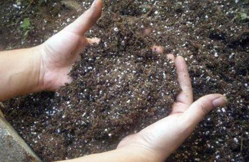 Подготовка земли в теплице весной. Подготовка почвы в теплице