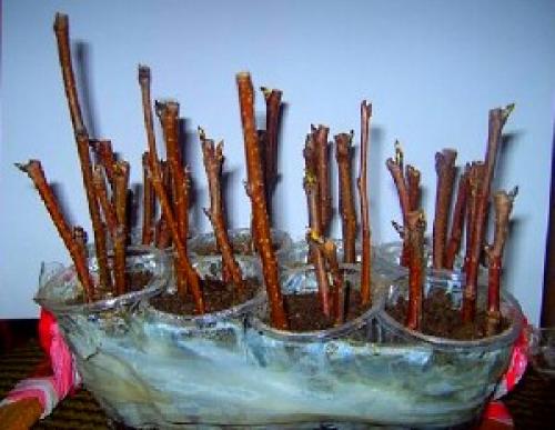 Размножение смородины черенками осенью. Размножение смородины осенью