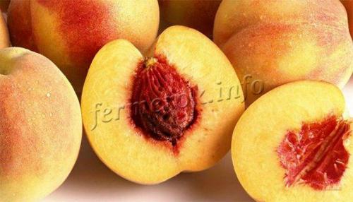 Персик ЗОЛОТОЙ ЮБИЛЕЙ. Сорт персика Золотой ЮБИЛЕЙ