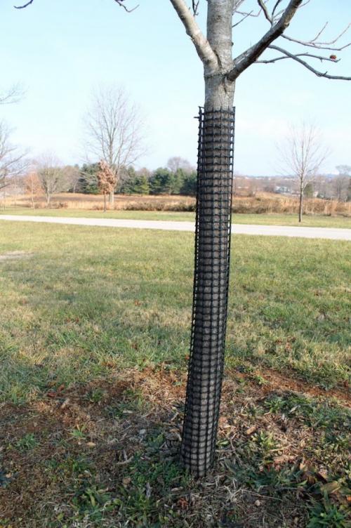 Как защитить деревья от зайцев. Виды защиты, эффективные от мышей