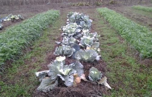 Что посадить после картофеля осенью. Время посева