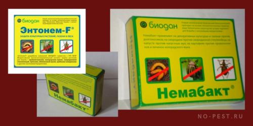 Йод от личинок майского жука. Биологический способ защиты