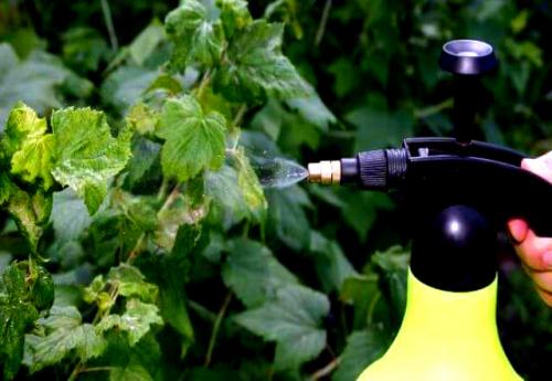 Как бороться со стеклянницей на смородине. Спасаем смородину от стеклянницы. Комплекс эффективных мер