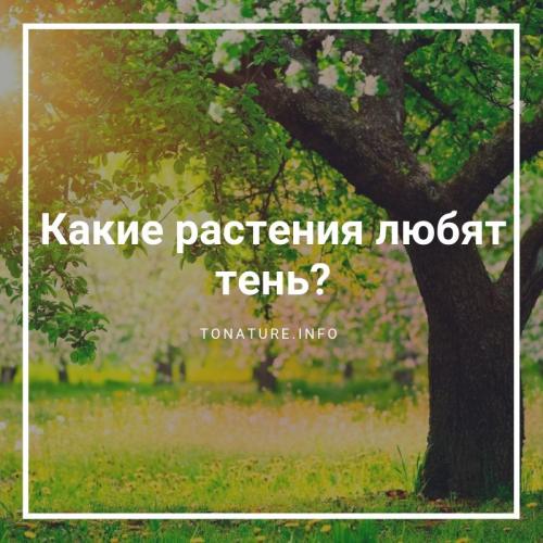 Какие овощи любят тень и полутень. Правила посадки на ограниченном пространстве 06
