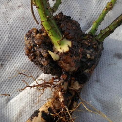 Оранжевые точки на ветках яблони. Лечение и профилактика 02 Оранжевые точки на ветках яблони. Лечение и профилактика 02