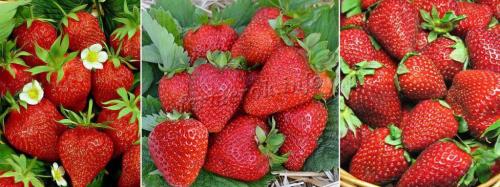 Ремонтантная клубника лучшие сорта. Лучшие сорта ремонтантной клубники