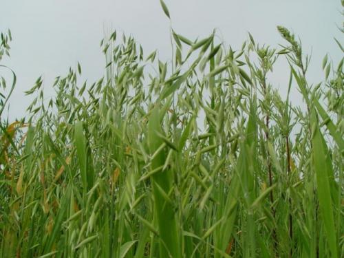 Чем засеять огород, чтобы земля отдохнула весной. Виды сидератов