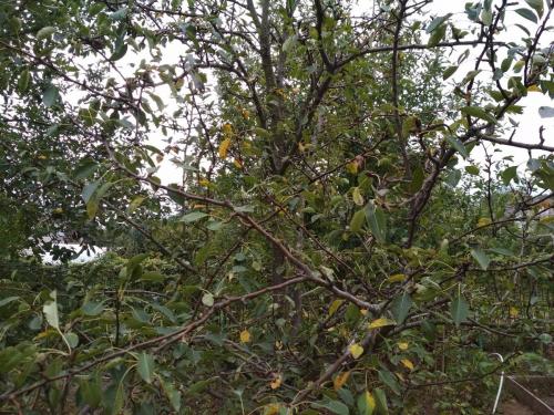 Обработка груши железным купоросом. Нужно ли и зачем обрабатывать сад осенью купоросом (железным или медным)