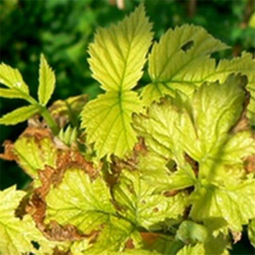 Светло зеленые листья у малины. Желтеют листья у малины –, что делать?