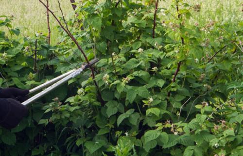 В Сибири ремонтантная малина. Крупноплодная малина для Сибири 05