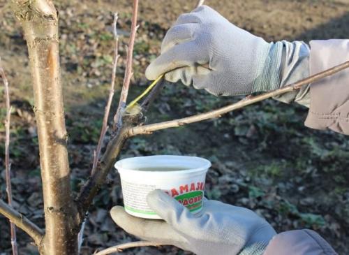 Как удобрять грушу осенью. Подкормка груши