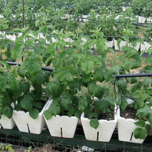 Как правильно выращивать малину. Выращивание садовой малины:, как правильно посадить кусты на участке 03 Как правильно выращивать малину. Выращивание садовой малины:, как правильно посадить кусты на участке 03