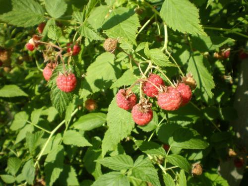 Желтая малина посадка и уход. Посадка жёлтой малины 03 Желтая малина посадка и уход. Посадка жёлтой малины 03