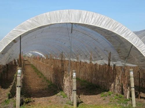 Как готовят к зиме малину. Как укрыть малину на зиму