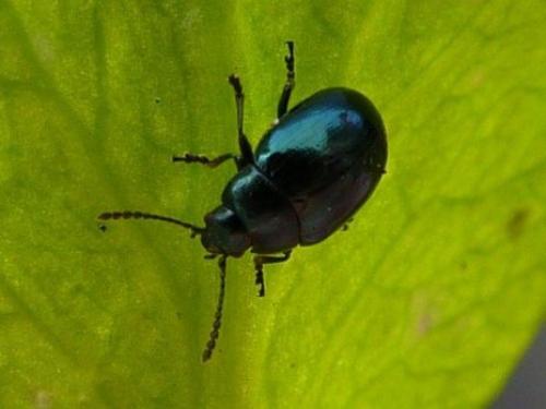 Обработка капусты валерьянкой. Как правильно обработать капусту от вредителей валерьянкой и жидким мылом