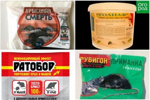 Как защитить яблоню от грызунов. Как защитить яблони от мышей зимой