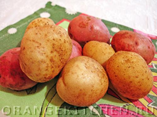 Картофельные очистки и смородина. Как применять удобрение? 02