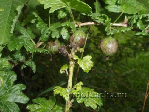 Как избавиться от мучнистой росы на смородине. Мучнистая роса на смородине – народные меры борьбы 02 Как избавиться от мучнистой росы на смородине. Мучнистая роса на смородине – народные меры борьбы 02