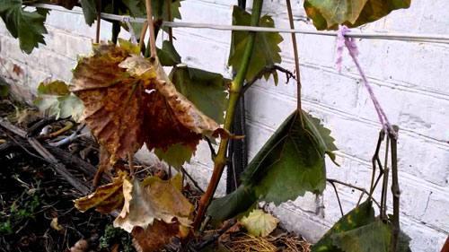 Дозреет ли виноград сорванный с лозы. Советы виноградарю