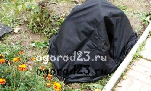 Укрытие роз на зиму. Чем укрыть розы, чтобы сохранить их зимой?