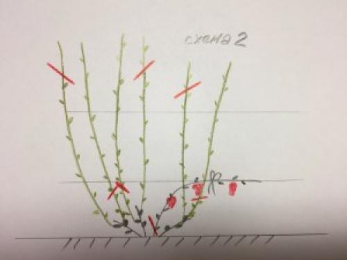 Обрезка винограда 2019. Дачные сезоны
