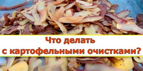 Картофельные очистки и смородина. Как применять удобрение? 06