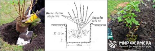 Где посадить крыжовник на участке. Посадка крыжовника 01 Где посадить крыжовник на участке. Посадка крыжовника 01