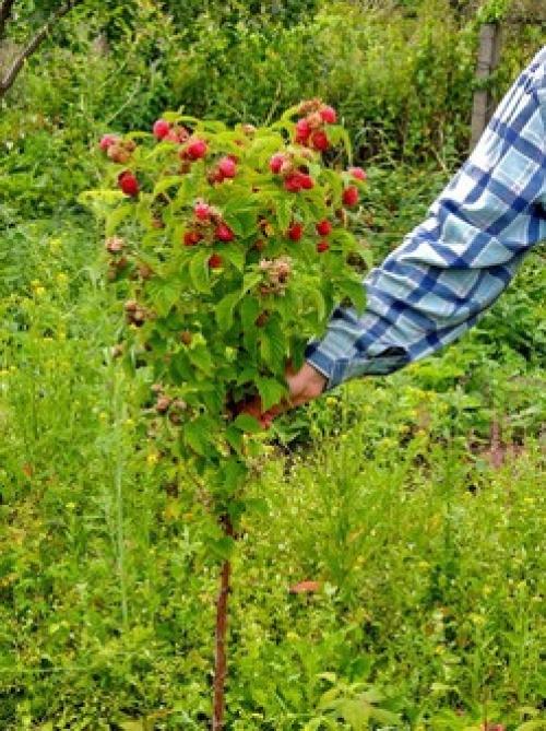 Ремонтантная малина посадка и уход осенью. Осенняя посадка ремонтантной малины 06