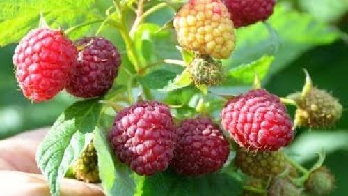 Малина Ремонтантная Сорта Обсуждение