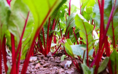 Что на огороде растет в тени. Овощи 05 Что на огороде растет в тени. Овощи 05