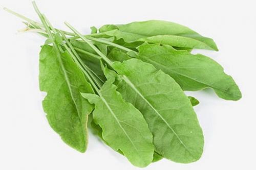 Что в огороде можно посадить в тени. Декоративные растения для тени 08 Что в огороде можно посадить в тени. Декоративные растения для тени 08