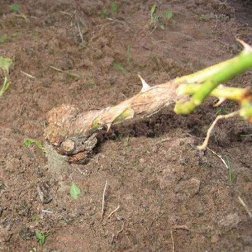 Оранжевые точки на ветках яблони. Лечение и профилактика 06 Оранжевые точки на ветках яблони. Лечение и профилактика 06