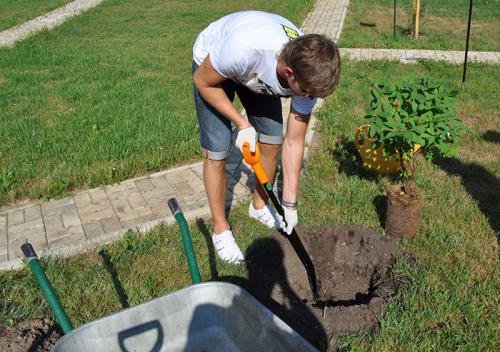 Посадка жимолости осенью в Подмосковье. Посадка жимолости в Подмосковье