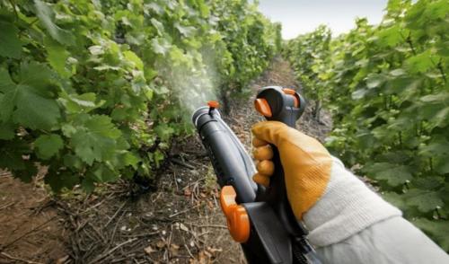 Виноград обработка осенью железным купоросом. Использование для борьбы с вредителями и заболеваниями 01