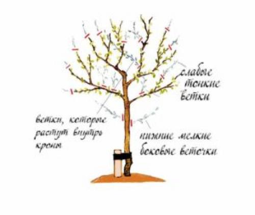 Сажистый налет на стволе яблони. Лишайник на стволе яблони, фото